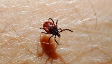 TBE sprider sig i söder: ”Kan finnas överallt”