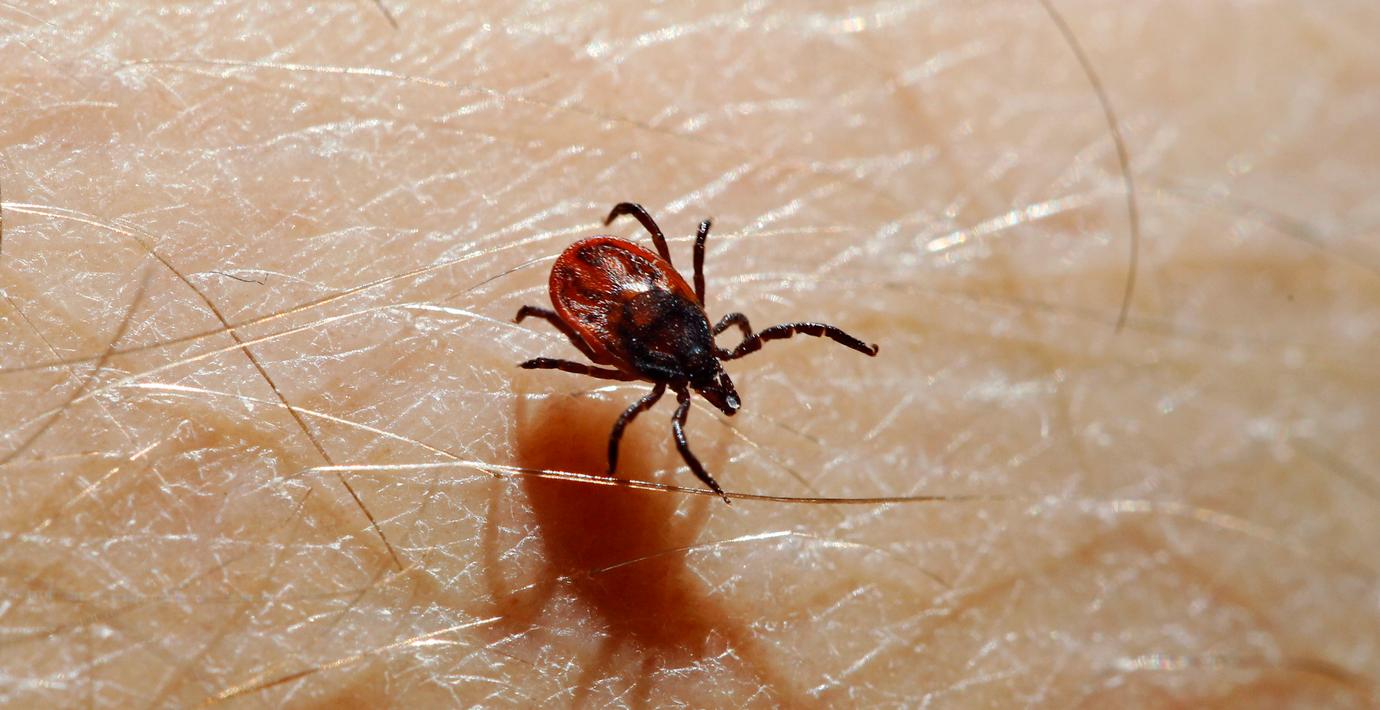 TBE sprider sig i söder: ”Kan finnas överallt”