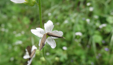 vit blomma med insekt i mitten