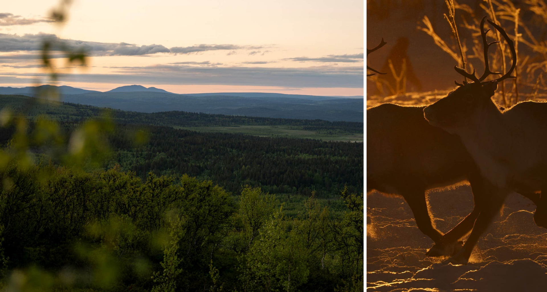 Ilska efter samebyns annons: ”Respektlöst”