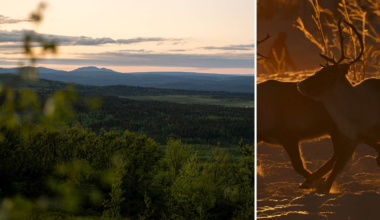 Ilska efter samebyns annons: ”Respektlöst”