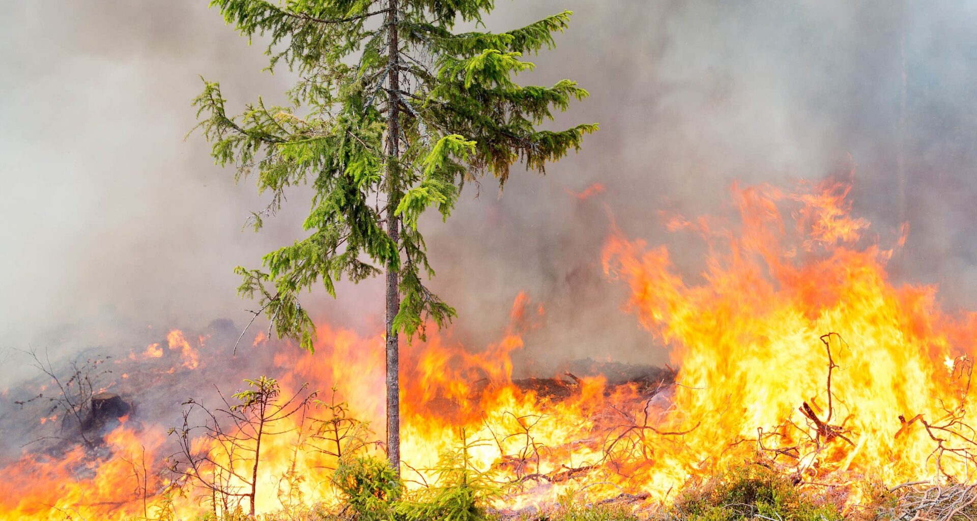 Ung kvinna kissade i skogen – startade stor skogsbrand: ”Tänkte inte efter”