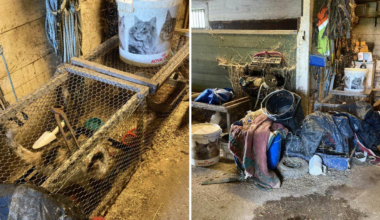 Katter levde i misär – man döms för djurplågeri