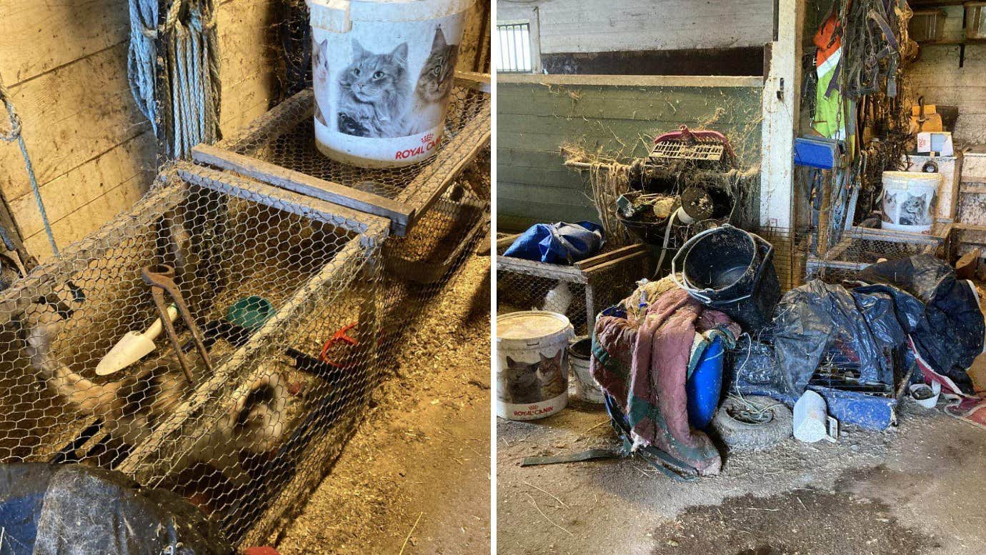 Katter levde i misär – man döms för djurplågeri