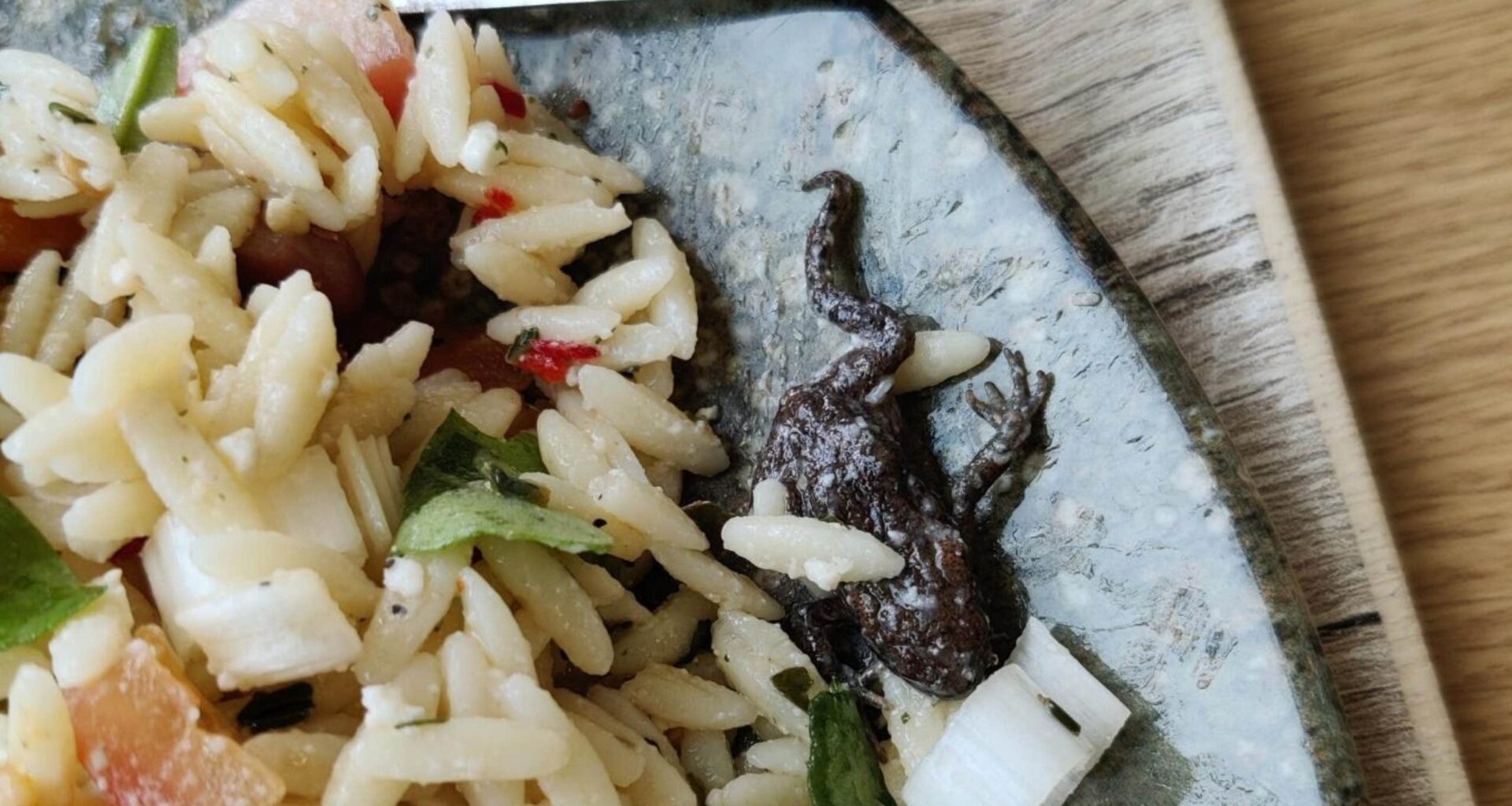 Död groda hittad i sallad på Granpark Södertälje