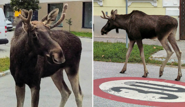 Emil förbryllar landet – dyker upp överallt