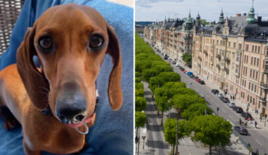 Dvärgtax stals från Östermalm – dök upp i Marbella