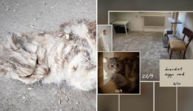 36 katter dumpades ute mitt i vintern – flera dog | Sverige