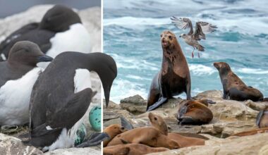Larmar om "blobben" – värmebölja i havet kan ge massdöd
