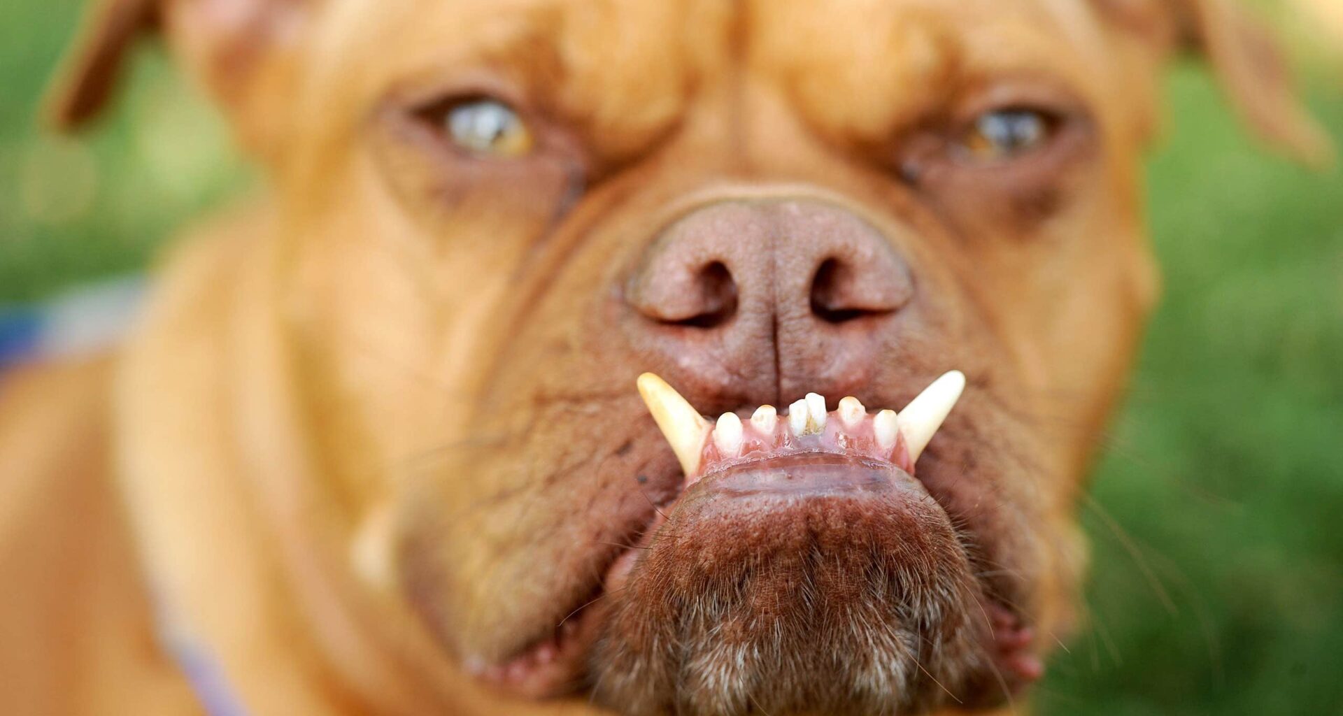 Hundraserna med störst risk för hudtumörer | Sverige