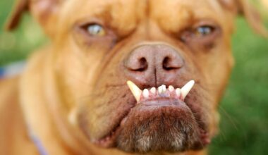 Hundraserna med störst risk för hudtumörer | Sverige