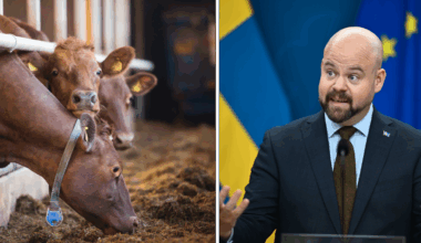 Svenska kor behåller betesrätten tills vidare
