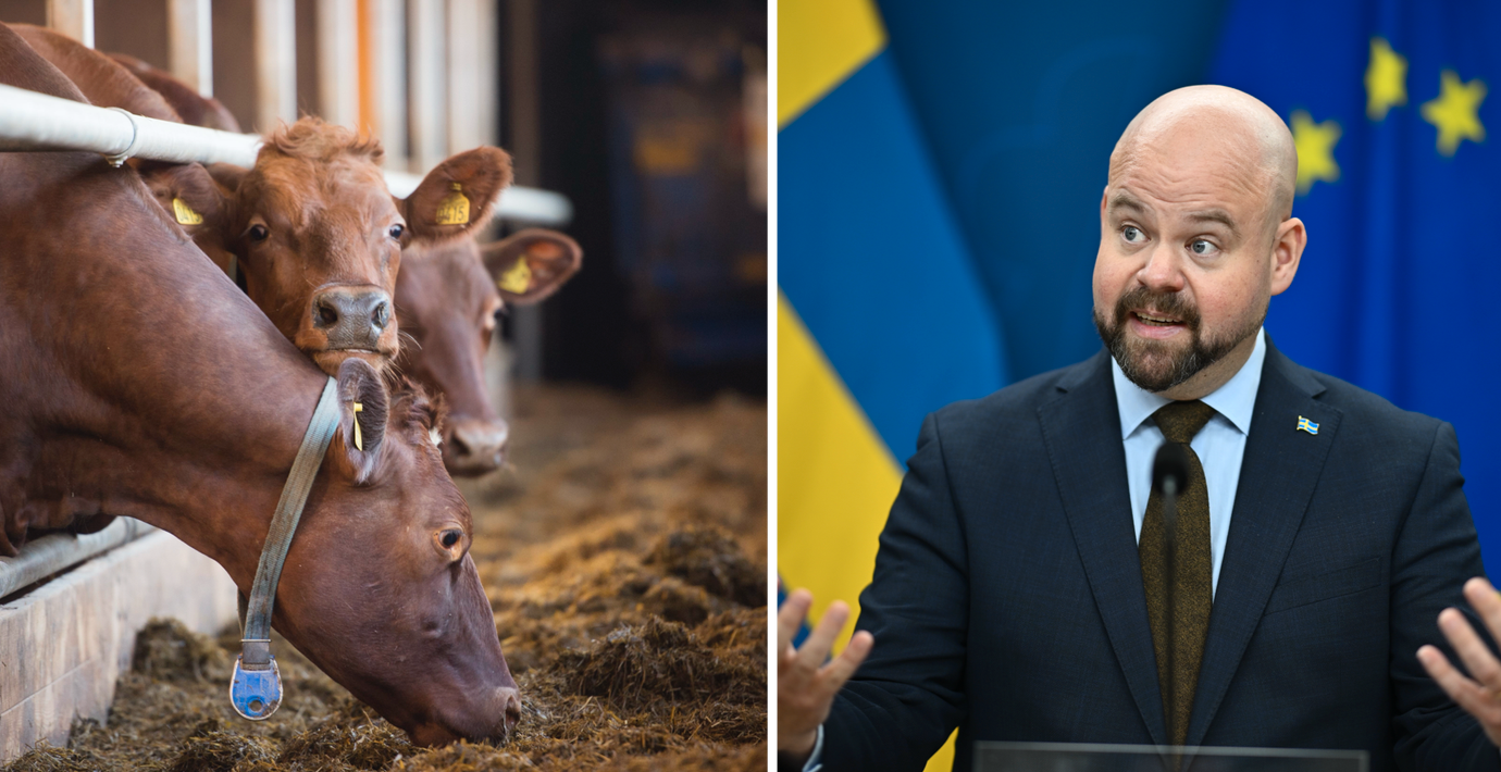 Svenska kor behåller betesrätten tills vidare