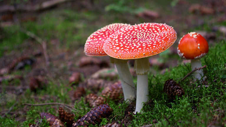 Röd flugsvamp i skogen