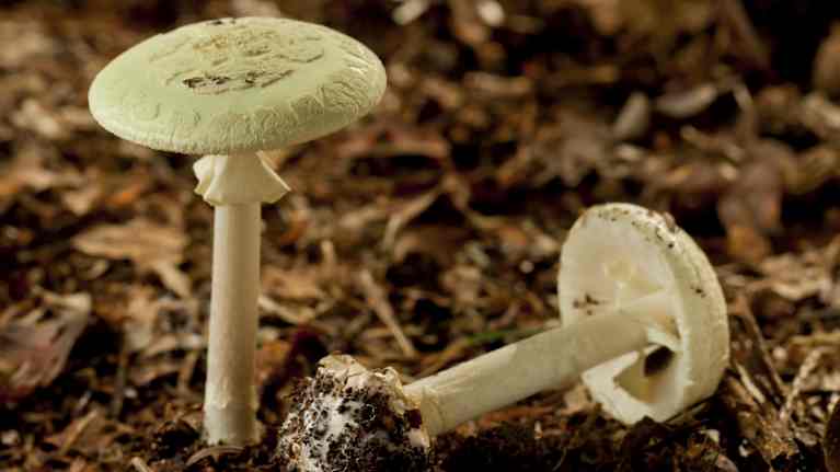 Den lömska flugsvampen är en av världens giftigaste svampar. Svampen är vit och har både lameller och en strumpa.