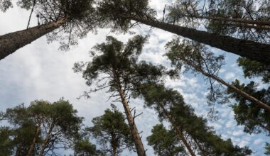 Stor sökinsats efter äldre kvinna i Uppsala
