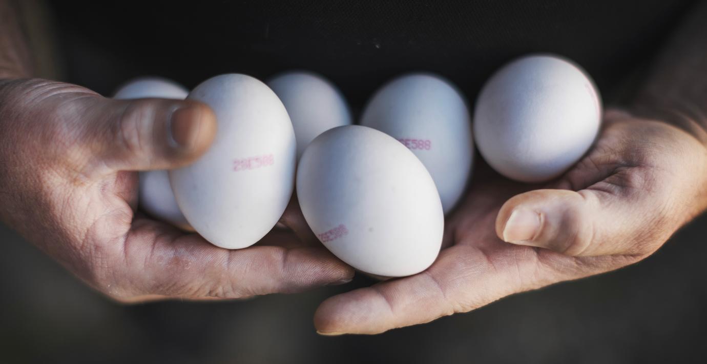 Salmonella i Katrineholm kopplas till ägg