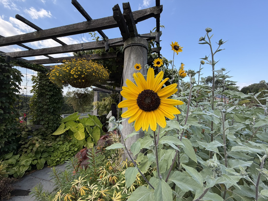 Apple iPhone 17 fotoexempel