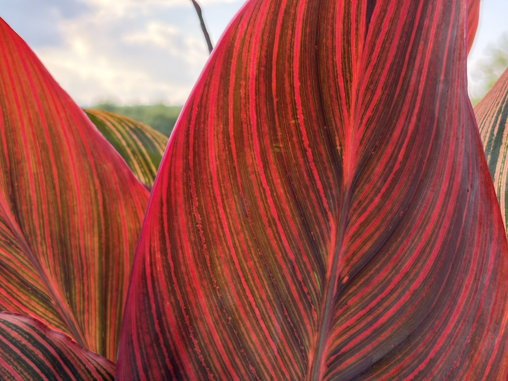 Apple iPhone 17 fotoexempel