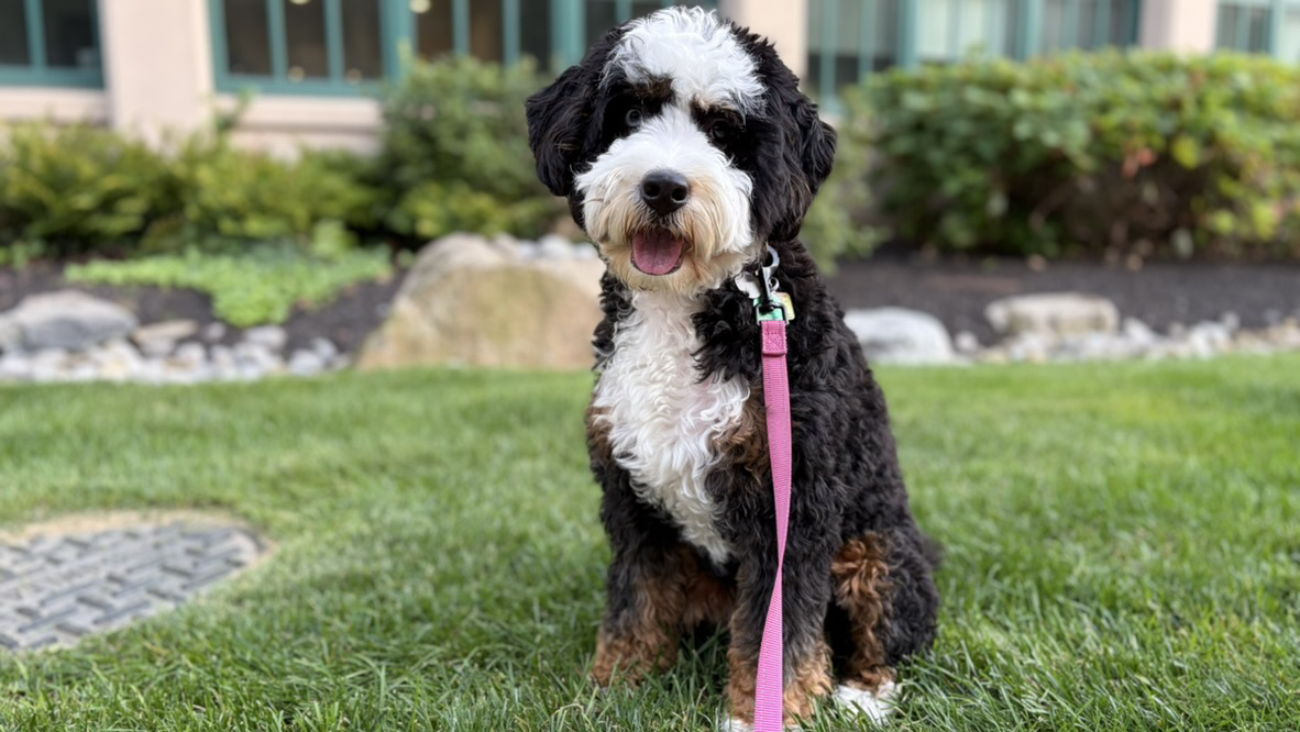 Apple iPhone 17 fotoexempel