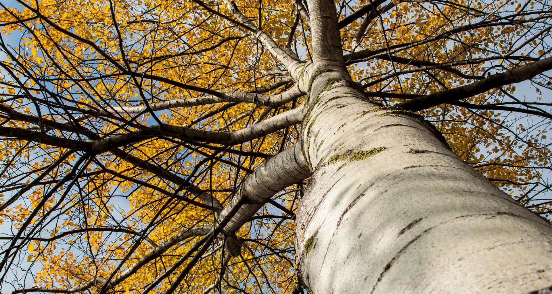Asp med gul lövkrona sedd underifrån.