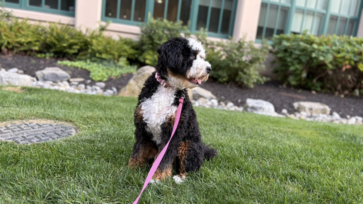 Apple iPhone 17 fotoexempel