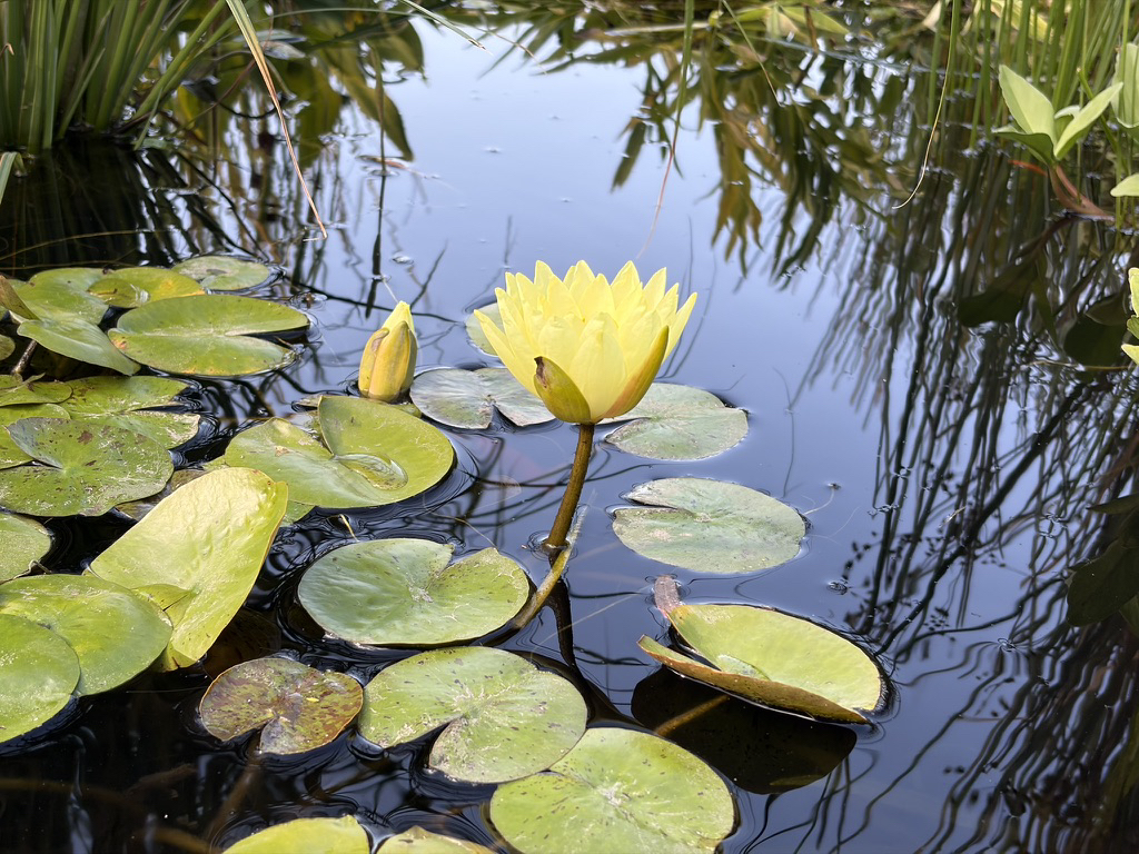 Apple iPhone 17 fotoexempel