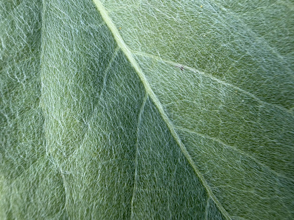 Apple iPhone 17 fotoexempel