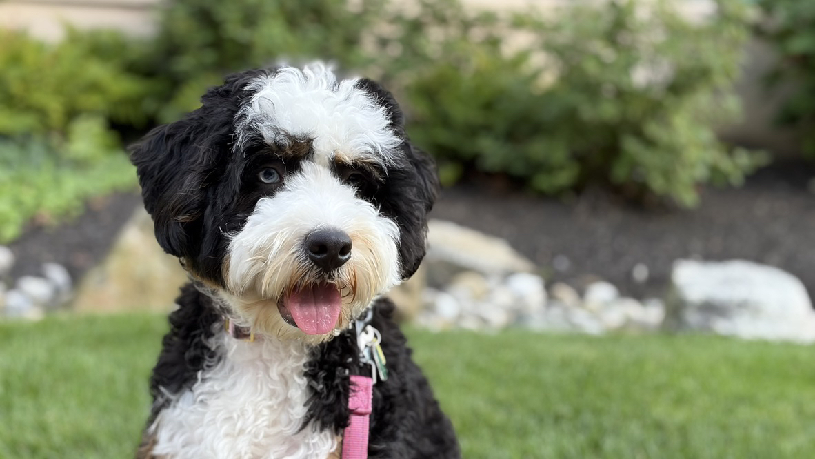 Apple iPhone 17 fotoexempel