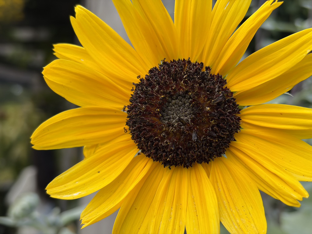 Apple iPhone 17 fotoexempel