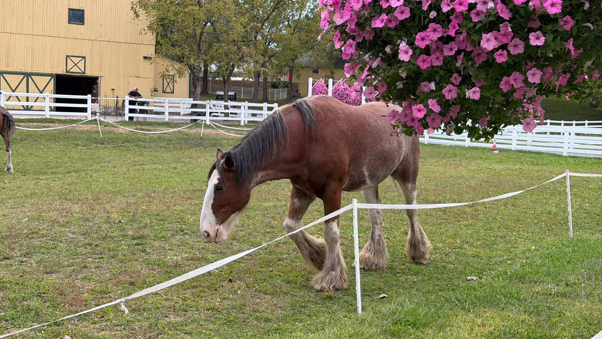 Apple iPhone 17 Pro fotoexempel