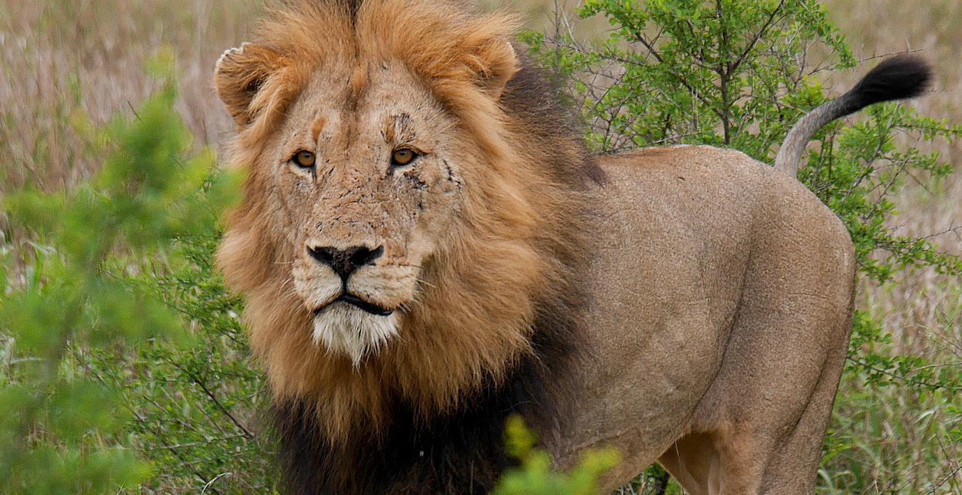 Falsk varning om lejon på rymmen i centrala Borås