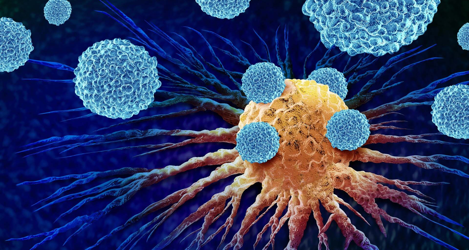 Vita blodkroppar, leukocyter, attackerar en cancercell.