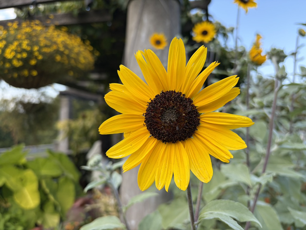 Apple iPhone 17 fotoexempel