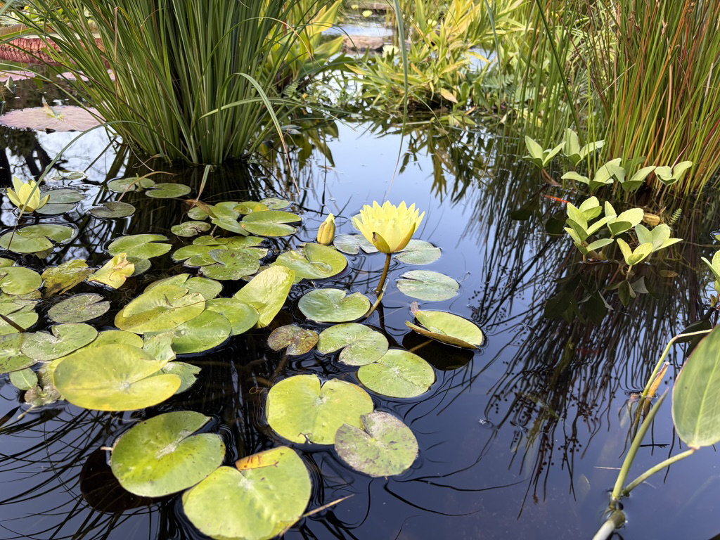 Apple iPhone 17 fotoexempel