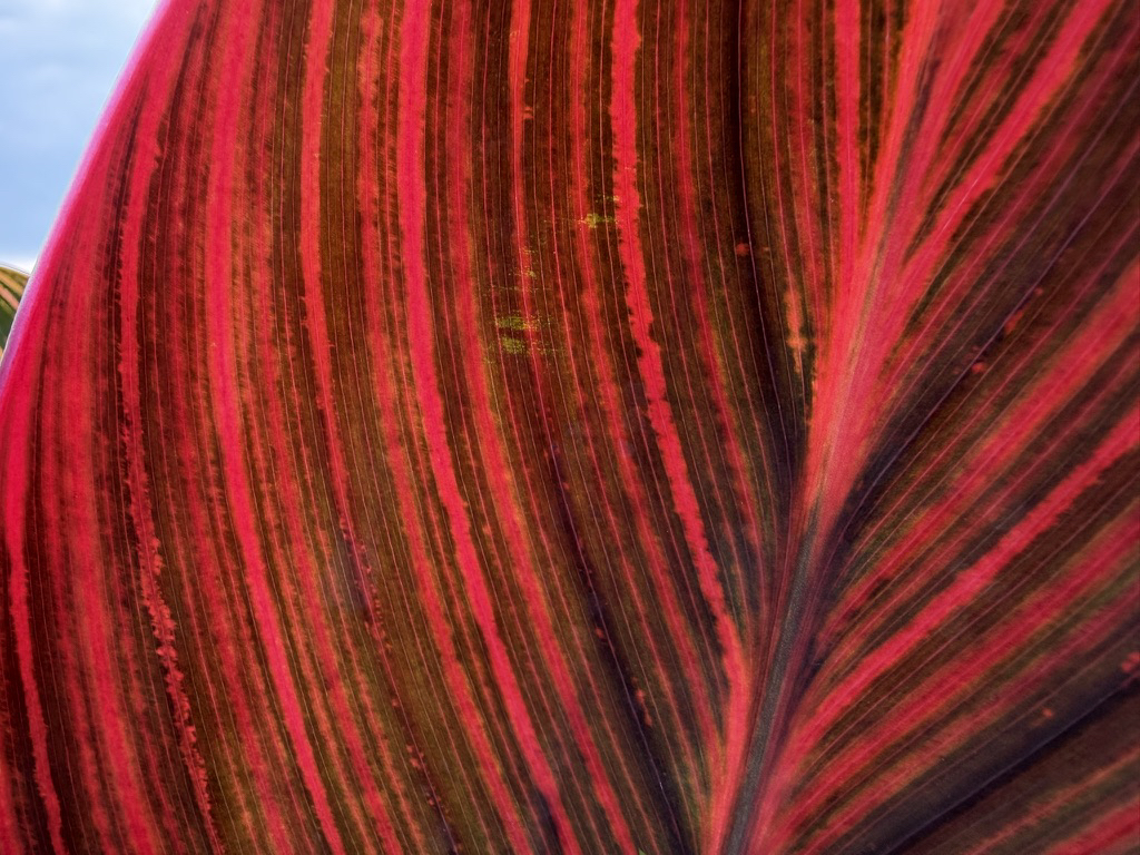 Apple iPhone 17 fotoexempel