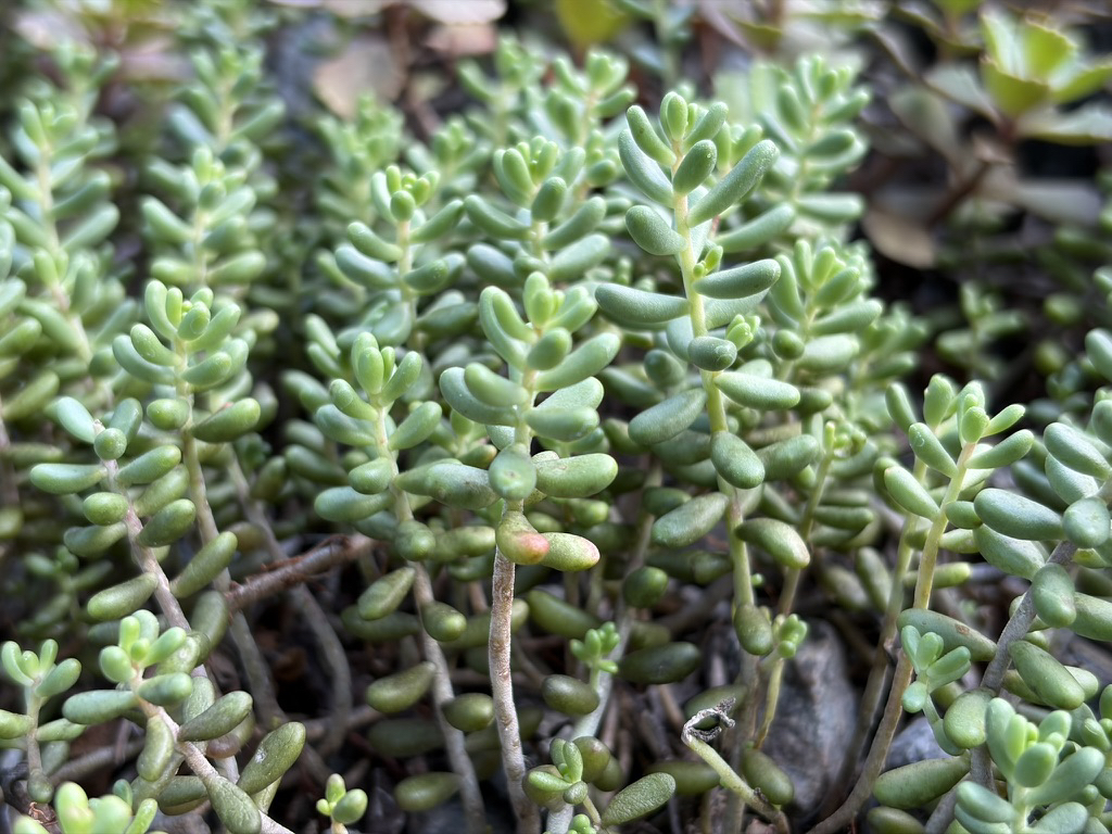 Apple iPhone 17 fotoexempel