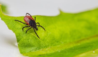 Ny upptäckt öppnar för läkemedel mot TBE – Svensk Farmaci