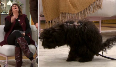 Här går det fel i Nyhetsmorgon – hundvalpen bajsar på mattan
