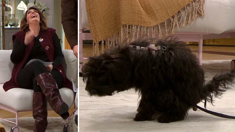 Här går det fel i Nyhetsmorgon – hundvalpen bajsar på mattan