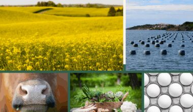 Ett collage som representerar svenska råvaror