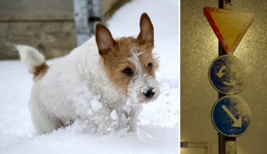 SMHI varnar för snö i norra Sverige