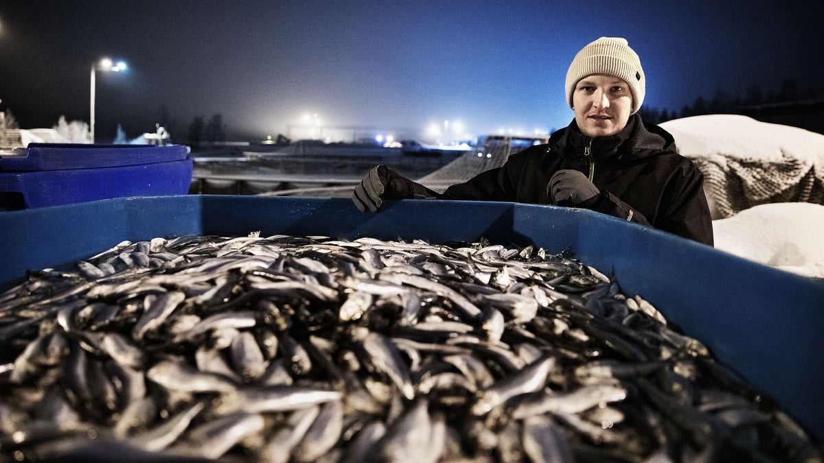 Låt inte kvoterna bli en dödsdom för den finska fiskerinäringen – Hufvudstadsbladet