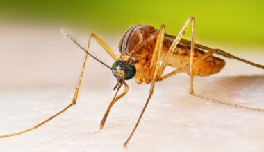 Myggor hittade på Island för första gången