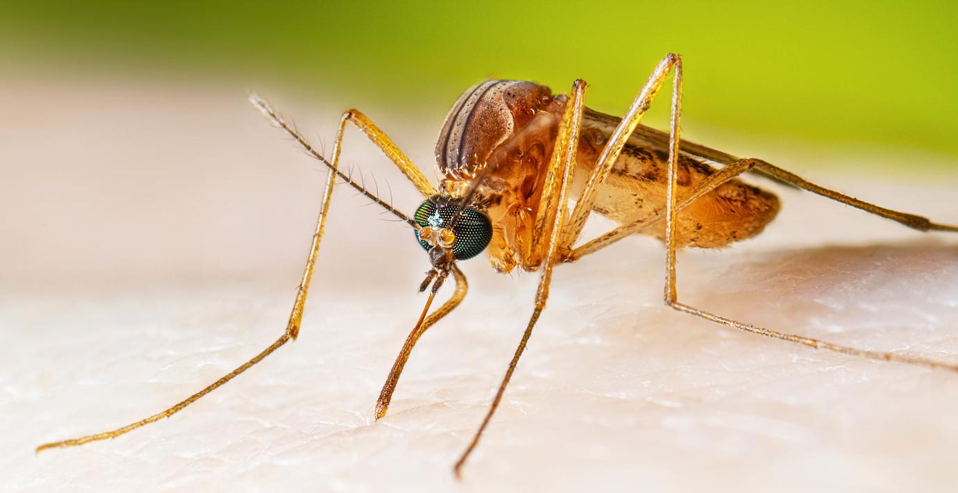 Myggor hittade på Island för första gången