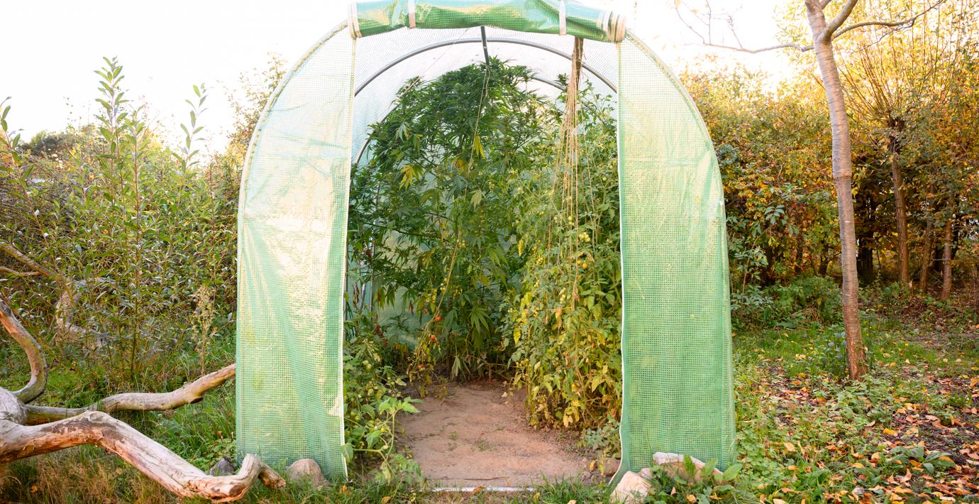 Alkohol är farligare än cannabis