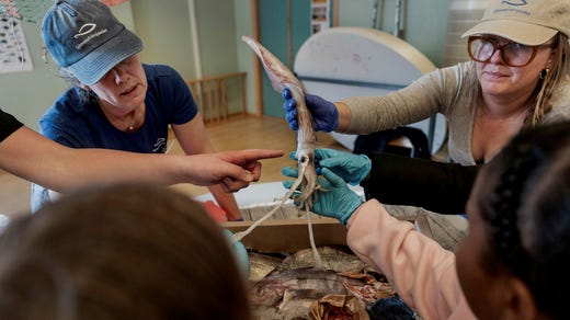 Eleverna får kolla på havsdjur som Sjömatsfrämjandet har med sig.