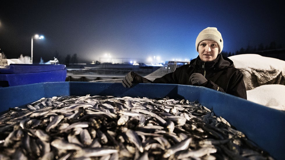 ”För det lilla kommersiella fisket som finns kvar i Finland är fisket av strömming ett livsvillkor för att näringen ska kunna överleva.”