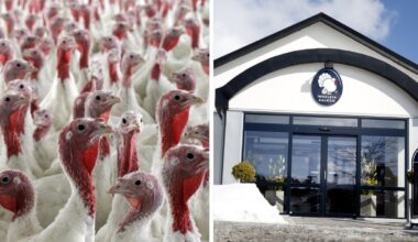 Fågelinfluensa på Ingelsta – 28 000 kalkoner avlivas – Ystads Allehanda