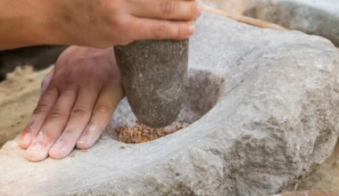 Skydd mot vinterkräksjuka spreds när jordbruket uppstod